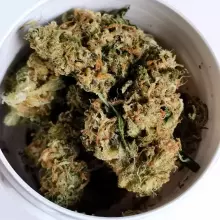 Bedrocan Main T22:C1 Jack Herer Medical Cannabis Flower